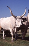 Hungary / Ungarn / Magyarorszg - Great Plain: Long-horned Hungarian Grey cattle (photo by J.Kaman)