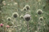 Hungary / Ungarn / Magyarorszg - Great Plain: summer vegetation (photo by J.Kaman)