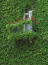 Hungary / Ungarn / Magyarorszg - Budapest: faade covered in green - vegetation - trepadeira (photo by P.Gustafson)