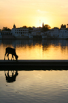 Pushkar, Rajasthan, India: cow at sunset - skyline - photo by M.Wright