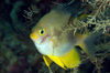 Wakatobi archipelago, Tukangbesi Islands, South East Sulawesi, Indonesia: Golden Sergeant in sea fan - Amblyglyphidodon aureus - Banda Sea - Wallacea - photo by D.Stephens