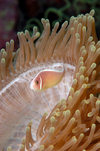 Wakatobi archipelago, Tukangbesi Islands, South East Sulawesi, Indonesia: symbiosis - Heteractis magnifica anemone and pink skunk clownfish / anemonefish - Amphiprion perideraion - Banda Sea - Wallacea - photo by D.Stephens