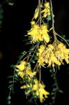 Juan Fernandez islands - Robinson Crusoe island: sophora fernandeziana - flower - Fabaceae family (photo by Willem Schipper)