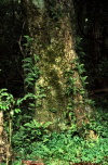 Juan Fernandez islands - Robinson Crusoe island: trunk  (photo by Willem Schipper)