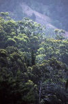 Juan Fernandez islands - Robinson Crusoe island: eucalyptus (photo by Willem Schipper)