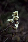 Juan Fernandez islands - Robinson Crusoe island: Coprosma oliveri - luma (photo by Willem Schipper)