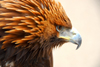 Kazakhstan - Karaturuk area, Almaty province: Golden Eagle - Aquila chrysaetos - head - photo by M.Torres