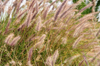 Langata, Nairobi, Kenya: exotic grass at Mamba Village - photo by M.Torres