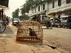 Laos - Luang Prabang: caged bird - photo by P.Artus