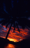 Laos - Luang Prabang - Sunset with palm - photo by K.Strobel