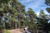 Latvia - Purciems - Roja Municipality: White Dune Nature trail - Balta kapa - Kemeru nacionalais parks - Kemeri nacional park  - path in the woods (Talsu Rajons - Kurzeme) - photo by A.Dnieprowsky