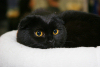 Latvia / Latvija / Lettland - Riga: black cat - feline - pet - Kakis (photo by Alex Dnieprowsky)