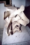 Libya - Tripoli: a dinosaur's vertebrae - Jamahiriya museum (photo by M.Torres)