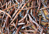 Soanierana Ivongo, Analanjirofo, Toamasina Province, Madagascar: vanilla pods drying - curing process - Bourbon-Madagascar vanilla - photo by M.Torres