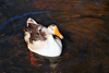 Ravoraha, le Sainte Marie / Nosy Boraha, Analanjirofo region, Toamasina province, Madagascar: duck in a salt water pond - photo by M.Torres