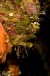 Mabul Island, Sabah, Borneo, Malaysia: Freckled Frogfish - Antennarius coccineus - photo by S.Egeberg