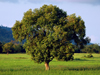 Trees and fields, Langkawi, Kedah state, Malaysia. photo by B.Lendrum