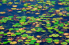 Lilly pads on pond, Langkawi, Malaysia. photo by B.Lendrum