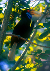 Malaysia - Sarawak, Borneo: Wreathed Hornbill on a tree - Aceros undulatus - Sarawak's nickname is Bumi Kenyalang i.e. Land of the Hornbills - photo by B.Lendrum