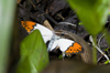 Kuala Lumpur, Malaysia: lizard eating a butterfly at the Butterfly Park - photo by J.Pemberton