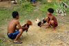 Skandis, Lubok Antu District, Sarawak, Borneo, Malaysia: children training cocks for fighting - Iban longhouse - photo by A.Ferrari