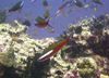 Maldives Underwater Red, white and green fish (photo by B.Cain)