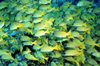 Maldives - underwater - Ari-Atoll - shoal of Blue-striped snapper - Lutjanus kasmira - photo by W.Allgwer - Die Schnapper (Lutjanidae) sind eine Familie in der Ordnung der Barschartigen (Perciformes). In dieser Familie gibt es 17 Gattung en mit 103 Arten