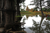 Bandiagara Escarpment area, Dogon country, Mopti region, Mali: woman doing washing in a pond in front of giant trees and a mud brick Mosque - photo by J.Pemberton