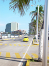 Mexico - Veracruz: yellow beetle (photo by A.Caudron)