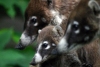 Mexico - Tepotztlan (Morelos): White-nosed coatis - Nasua narica (photo by N.Cabana)