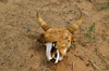 Gobi desert, southern Mongolia: a reminder of the tough life in the Gobi desert, near Khongoryn Els - cow skull - photo by A.Ferrari