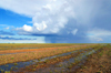 Gobi desert, southern Mongolia: clouds and rain in the horizon - photo by A.Ferrari