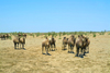 Mongolia - Gobi desert: bactrian camels - photo by A.Summers