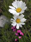 Montenegro - Crna Gora - Durmitor mountains: white flowers - photo by J.Kaman - photo by J.Kaman