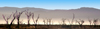 Namib desert - Deadvlei - Hardap region, Namibia: Panorama of dead trees and background dust from cars, near Sossusvlei - photo by B.Cain