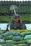 Pokhara, Nepal: sand bags and soldier behind chicken wire in the Pokhara garrison - photo by E.Petitalot