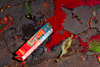 Kathmandu valley, Nepal: Dakshinkali temple complex - discarded incense box in blood from sacrifices - photo by J.Pemberton