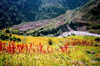 Nepal - Kathmandu valley: red flowers and terraces (photo by G.Friedman)