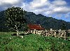 New Zealand - New Zealand - South island: old barn near Fox Galcier (photographer: Rob Neil)