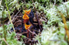 New Zealand - nest with chicks of Southern Fern Bird - photo by Air West Coast