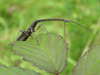 New Zealand - Giraffe weevil on leaf - photo by Air West Coast