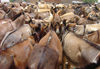 Zinder / Damagaram, Niger: donkeys at the market - photo by A.Obem