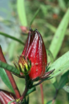 El Valle de Anton, Cocle province, Panama: flower of a roselle plant - the Caribean sorrel drink is made from sepals of the roselle - Hibiscus sabdariffa - photo by H.Olarte