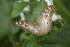 Asuncin, Paraguay: Paraguay: butterfly rests on a leaf - insect - photo by A.Chang