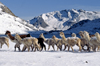 Ausangate massif, Cuzco region, Peru: a herd of snow dusted Alpacas pass by Laguna Jatun Pucacocha  sunny day on the Ausangate Trek - Peruvian Andes - photo by C.Lovell