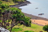 Anse Tamarin, Rodrigues island, Mauritius: vacoas trees over a rocky beach with fishing boats - photo by M.Torres