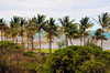 Anse Mourouk, Rodrigues island, Mauritius: line of coconut trees by the coast - photo by M.Torres