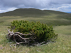 Bucegi National Park, Prahova county, Muntenia, Romania: tree bent by the wind - Southern Carpathians - photo by J.Kaman