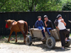 Sighetu Marmatiei, Maramures county, Transylvania, Romania: gypsies and their cart - Romani people - photo by J.Kaman