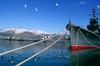 Russia - Novorossisk - Krasnodar kray: seagulls and a Russian naval vessel - warship - Black sea fleet- Russian Navy - photo by V.Sidoropolev